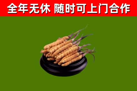 铁门关市烟酒回收冬虫夏草.jpg